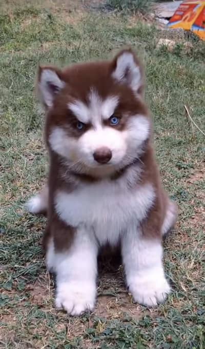 Siberian husky puppies 03425137217