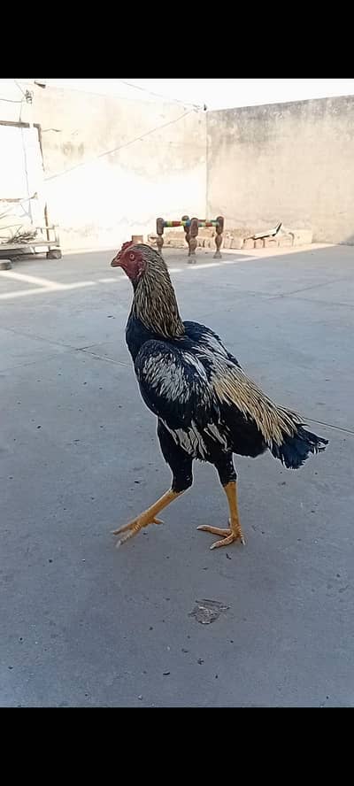 aseel patha for sell