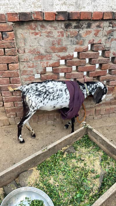 Female Pregnant Goat