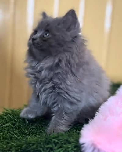 Persian cat kitten for sale my WhatsApp 03126762031