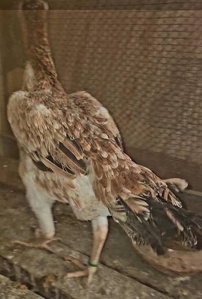 brizalian shamu hint imported