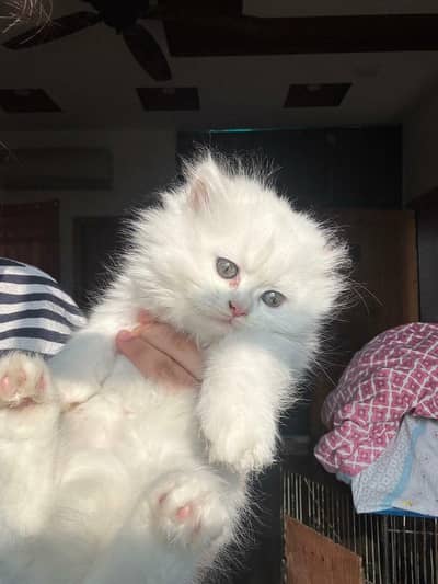 White Persian female cat for sale