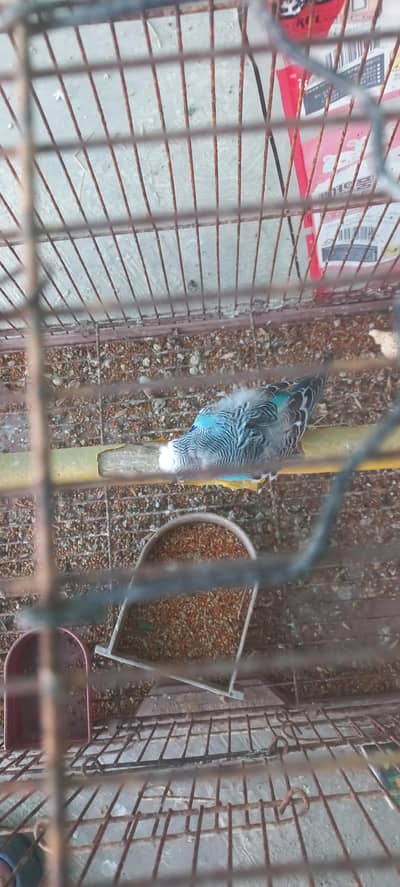 Hogoromo|budgies|austrailian