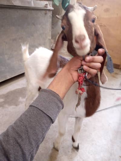 bakra bakri age 7 month