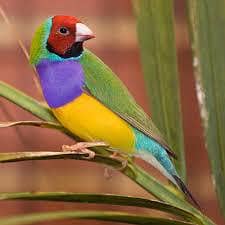 Gouldian Finch & Banglese Finch