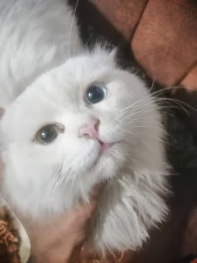 Odd Eyes Male Thriple Coated