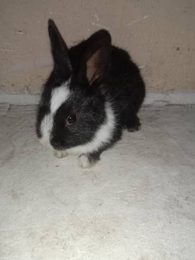 fancy rabbits baby pair for sale 03224186572