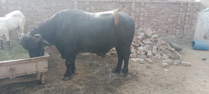 03294640041  12 sai 13 MN ka jota bohat achi nasal ka hai