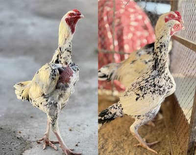 ASEEL TOP CLASS PAIR KANDHAR