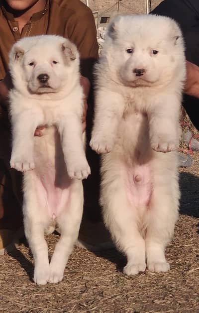 Top quality alabai security pair for sale