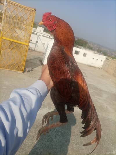 aseel murga for sale