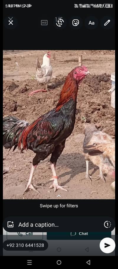Aseel Lasani Male urgent for sale haldi active