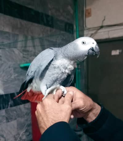 gray parrot