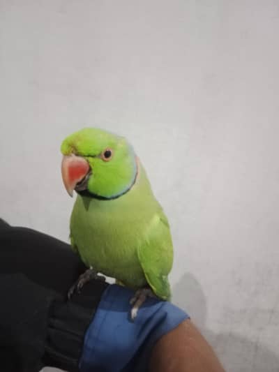 parrot love parrot are sale