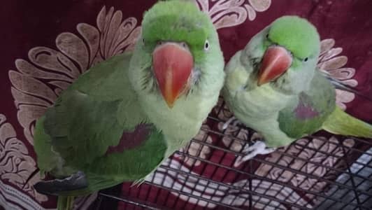 kashmri raww 03484813038