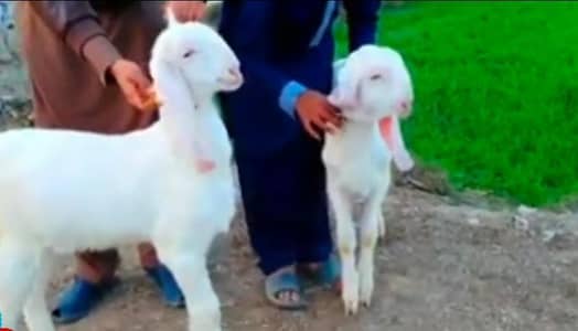 2 Bacchon Ka Sath Gulabi Bakri For Sale/ +03258956386