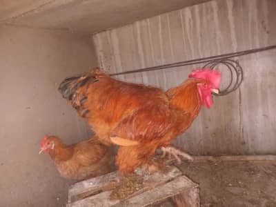 Vaccinated & Healthy Golden Buff Pair for Sale