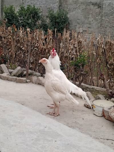 paper white two females male in pic  are die