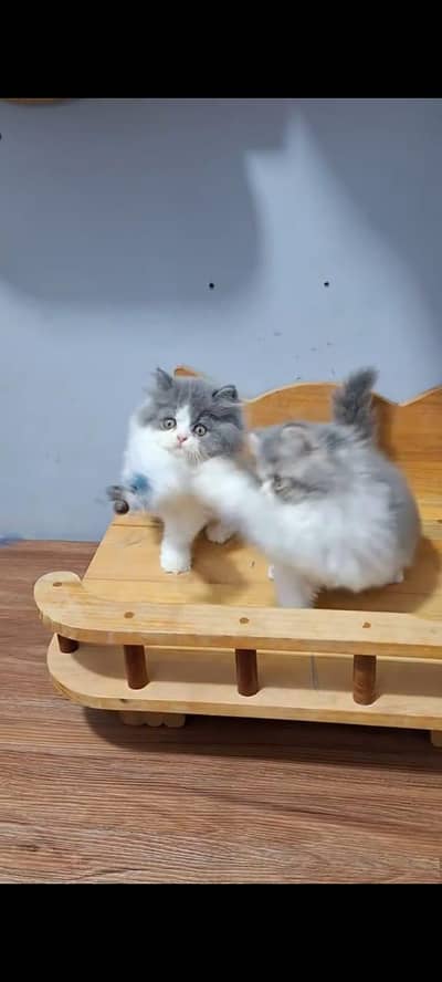Persian cat kitten for sale my WhatsApp 03126762031