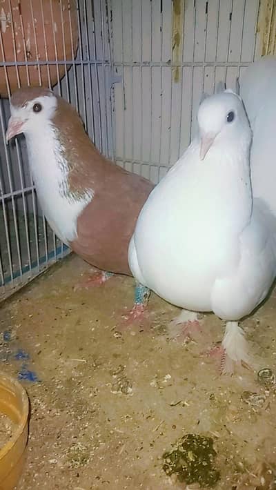 pigeons pair for sale