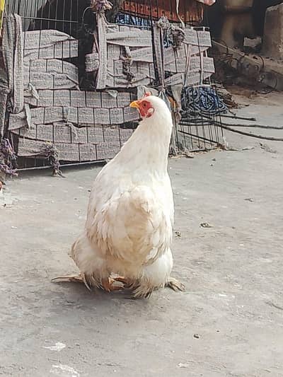 1 murga 2 murgia bantam