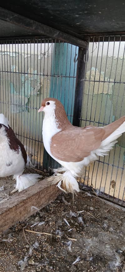 German Sherazi / Mukhi