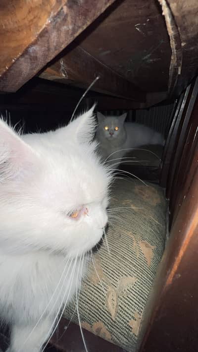 Persian cats pair for sale