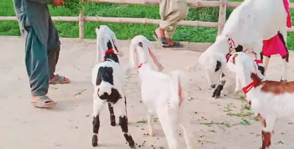 3 Bacchon Ka Sath Desi Bakri For Sale/ 03147608930