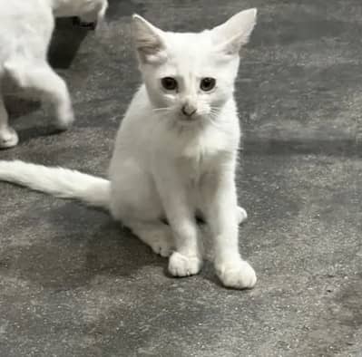White Persian Female Kitten