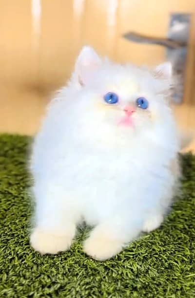 Persian cat kitten for sale my WhatsApp 03126762031