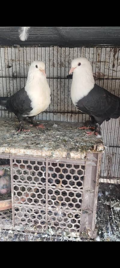 black karabali kabootar for sale