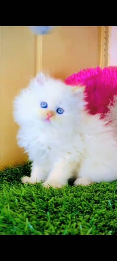 Persian cat kitten for sale my WhatsApp 03126762031
