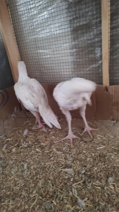 PURE HEERA WHITE EYES ASEEL YOUNG PAIR