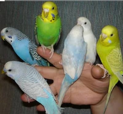 5 Australian Parrots for Sale 1 pair love birds (Healthy & Active)