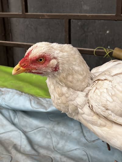 Heera cross murgi for sale