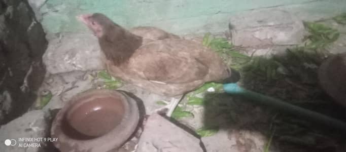 aseel hen sale and exchange