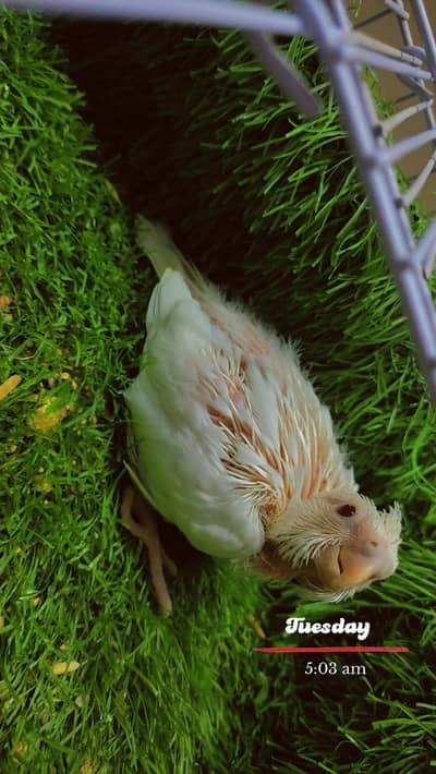 Cocktail Red Eye Chick for handtame