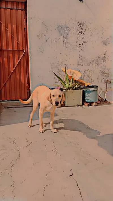 8 month female labray for sale location Gujranwala