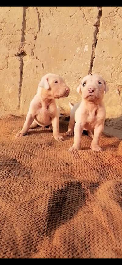 top quality gultair puppies pair for sale