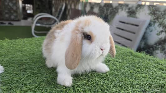 Holland Lop Imported Rabbits