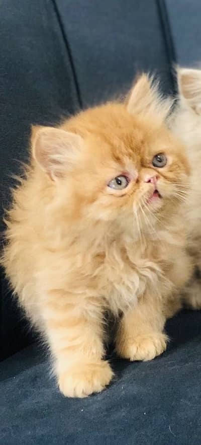 Punch Face Kitten Persian  Peke Mix Breed