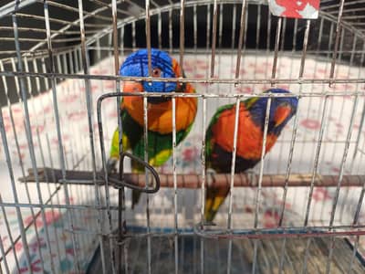 Lory and sun conure pair