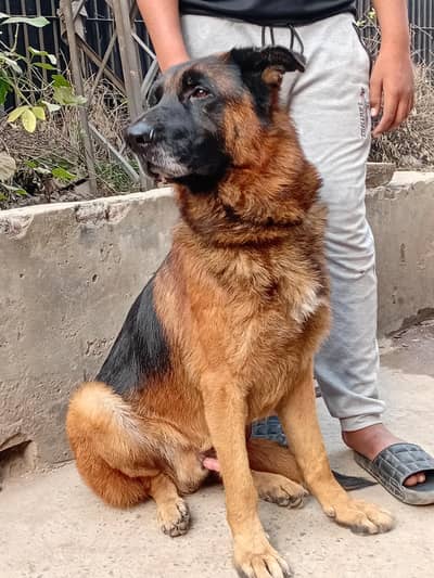 German Shepherd Male For Sale