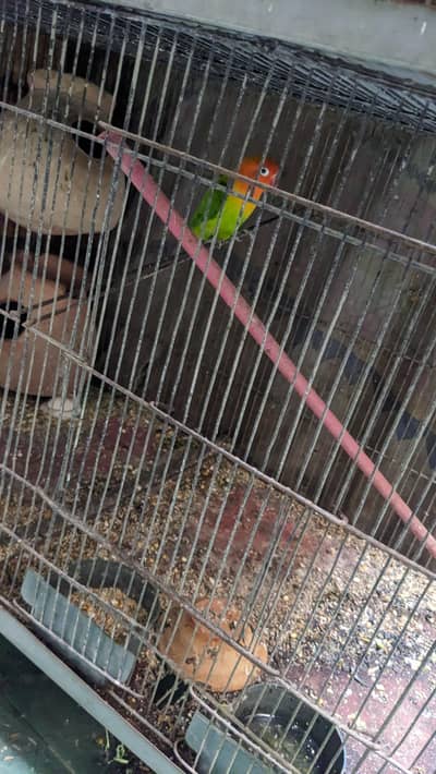 birds and cage for sale