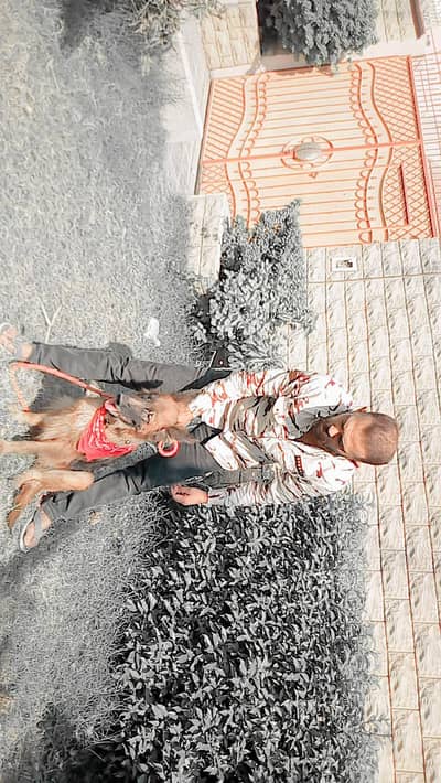 German shepherd female