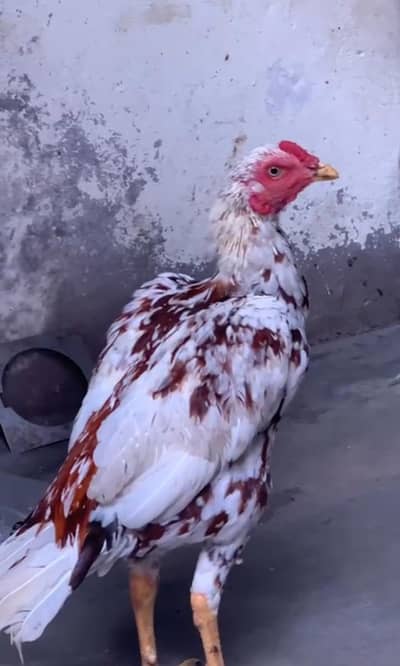 aseel patha pakistani aseel murgha zero size