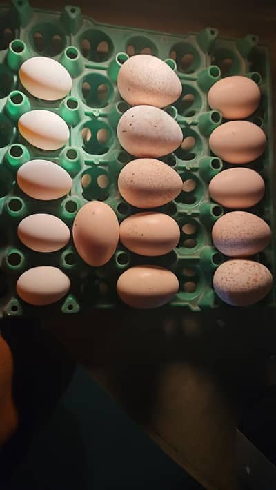 heera turkey golden sebright eggs available