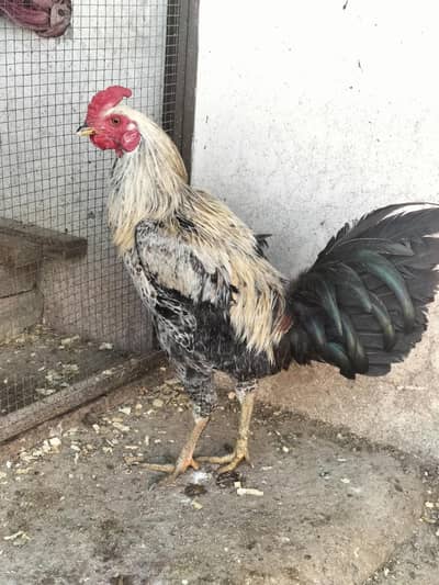 Pure Desi Home Breed Murga Urgent Sale