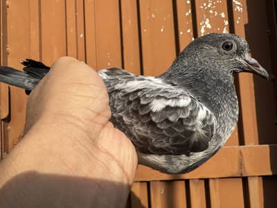 Ferozpuri original Bachy