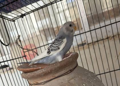 budgie 2 pathay available age 3 months